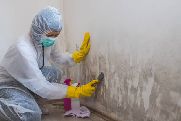 Best Mold Damage Repair  in Delano, MN