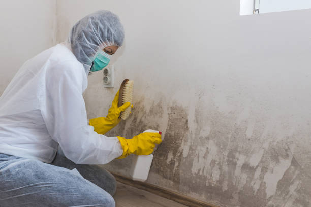 Best Mold Removal Process  in Delano, MN