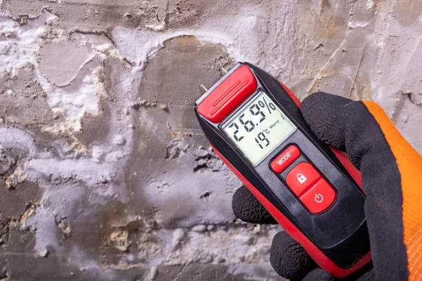 Best Attic Mold Removal  in Delano, MN