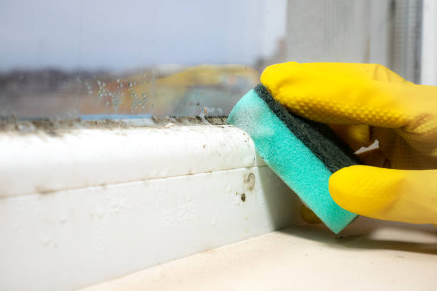 Mold Removal Process in Delano, MN