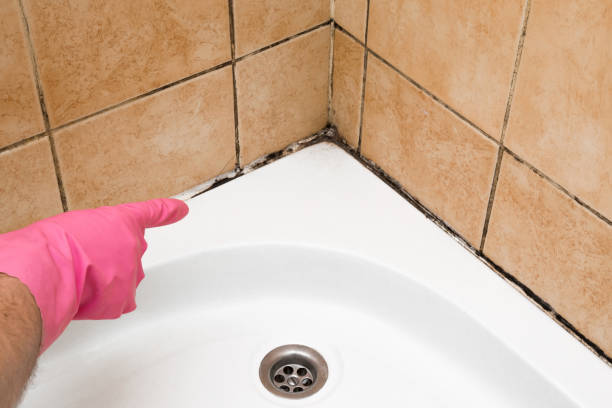Best Office Mold Removal Services  in Delano, MN